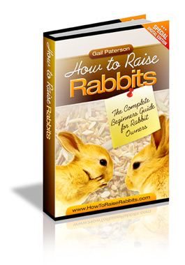 beginners guide to raising rabbits