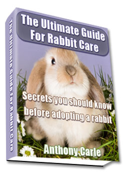 ultimate guide to rabbit care and training