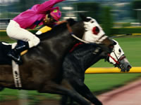 horse racing tracks betting