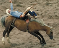 rodeo history roping bull riding