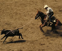 calf roping steer doggin bull riding rodeo history